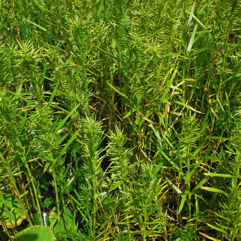 We sell bamboo for any size project. Dwarf Bamboo, Bundle of 2, Bog Plants: The Pond Guy