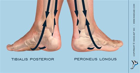 The Intrinsic And Extrinsic Foot Musculature Mass4d® Foot Orthotics
