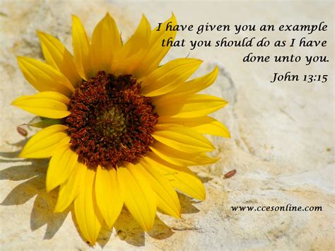 Free stock photo of aesthetic sunflower sunflowers. Bible Verse Wallpaper - Vero Beach Alliance Church