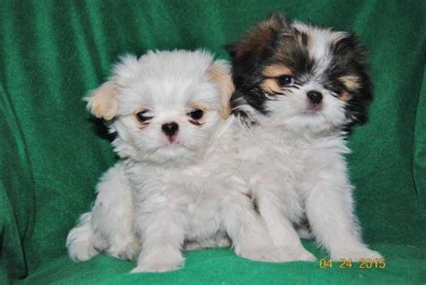 Fuzzy Wuzzies Japanese Chin Shih Tzu Mix For Sale In Osakis
