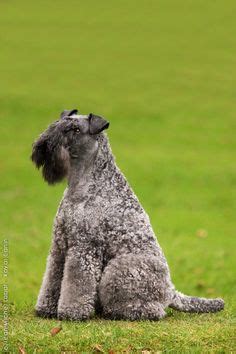 images  kerry blue terrier  pinterest terriers terrier dogs  purebred dogs