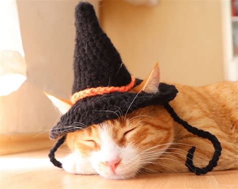 Witch Cat Hat Witch Hat For Cats Halloween Cat Costume Etsy
