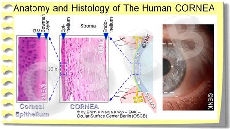 Cornea Histology