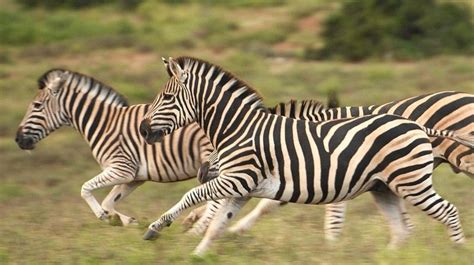 Zebras Em Busca Da Vida Selvagem Documentários Natureza E Vida