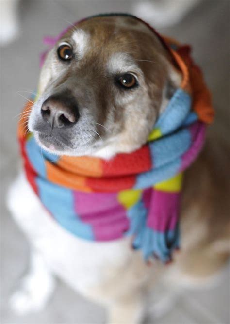 19 Stylish Dogs In Scarves