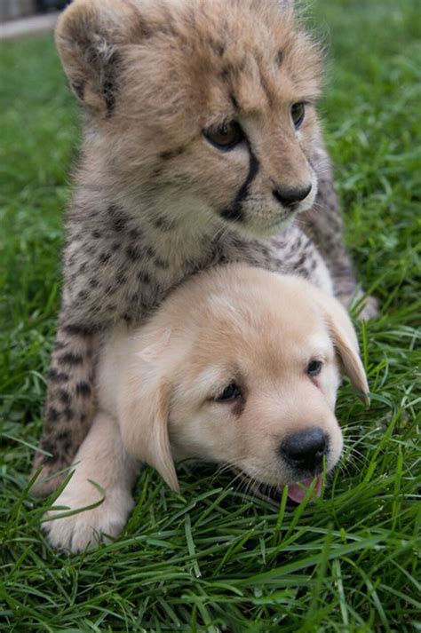 The Zoos Gave Cheetahs Emotional “support Dogs” Because They Are So Shy