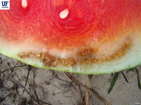 Watermelon Rind Necrosis
