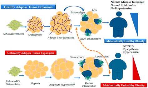 adipose tissue with adipocytes