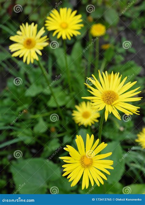 Beautiful Yellow Flowers Of Mountain Arnica Wild Flowers Stock Image