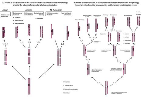 Two Models On The Evolution Of Sex Chromosomes Of The Schistosomatids Download Scientific