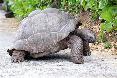 Combien De Temps Vit Une Tortue