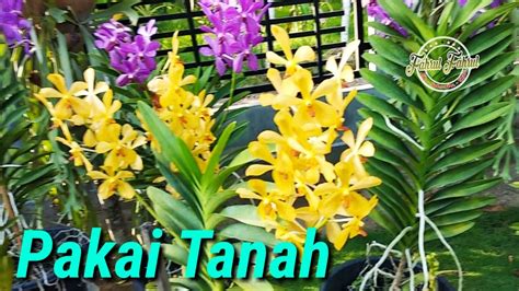 Bunga angrek is on facebook. Bunga Anggrek Vanda Tanam Di Pot - YouTube