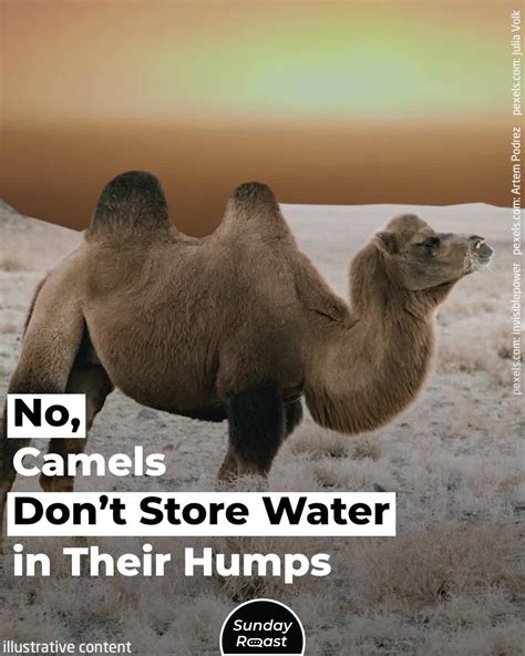 No Camels Don’t Store Water In Their Humps Camelus Water Tank Camels 🐪 Are Certainly Odd
