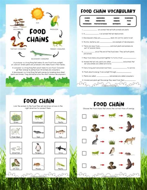 Food Chain Activity Free Printable Little Bins For Little Hands