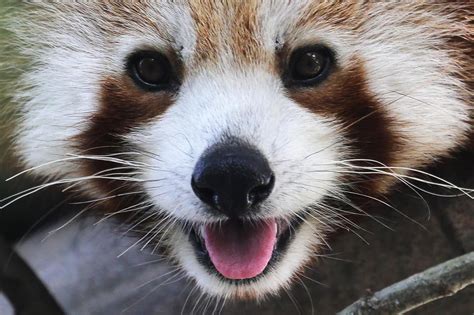 Red Panda Escapes From Belfast Zoo Sparking Major Search London