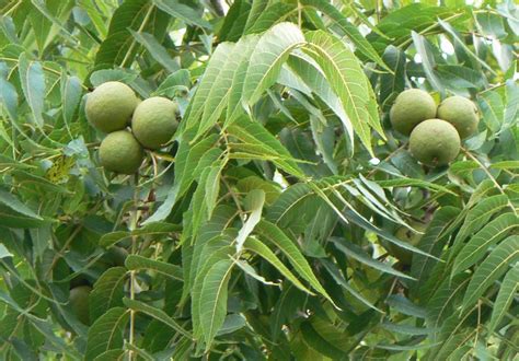 Black Walnut The Complete Guide To Natural Healing