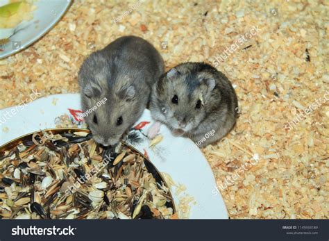 Hamsters Eating Food Stock Photo Edit Now 1145933189