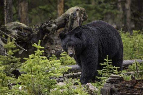 Black Bear Biology And Behavior Western Wildlife Outreach