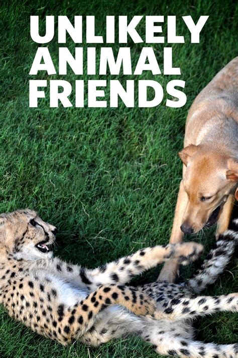 Unlikely Animal Friends Rotten Tomatoes