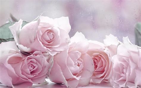 The Four Pastel Roses Wallpapers Rose Flower Images Rose Desktop