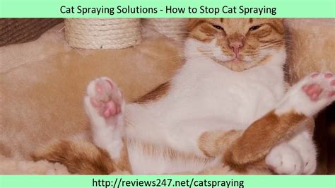 Yes, male cats do spray after being neutered. Neutered Cat spraying in House - How to Stop Cat Spraying ...
