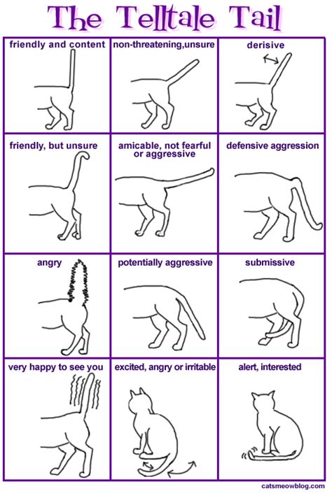 Cat Body Language Catster