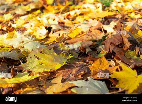 Vibrant fall foliage Stock Photo - Alamy