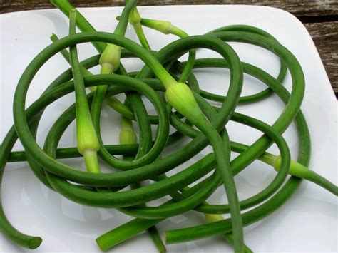 What The Heck Do I Do With Garlic Scapes Arts And Culture Smithsonian