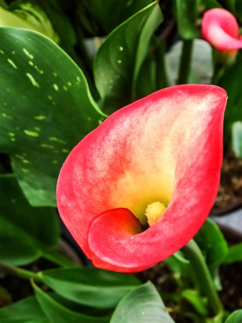 Pink Calla Lily Photograph By Cynthia Woods Fine Art America