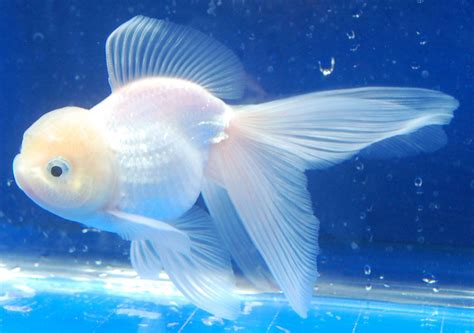 Gorgeous white oranda goldfish | Acuarium | Pinterest | Oranda goldfish, Goldfish and Fish