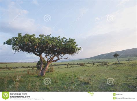 Sausage Tree Stock Image Image Of Gazelle Dusk Beautiful 49826763