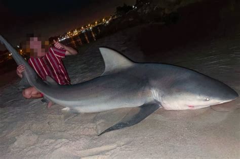 Swan River Huge Bull Shark Caught By Fremantle Fishers Days After