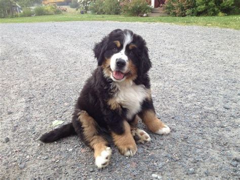 19 Bernese Mountain Puppies Who Just Want To Make Your Day