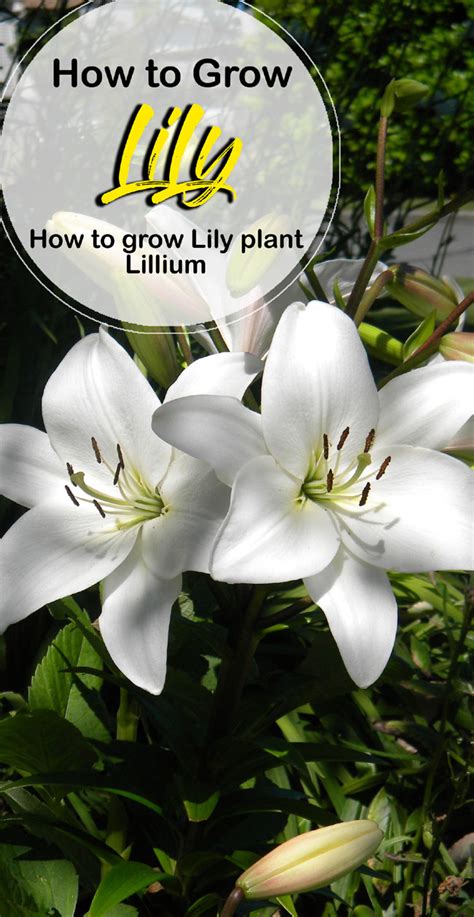 Growing Lily In Containers How To Grow Lily Plant Lillium