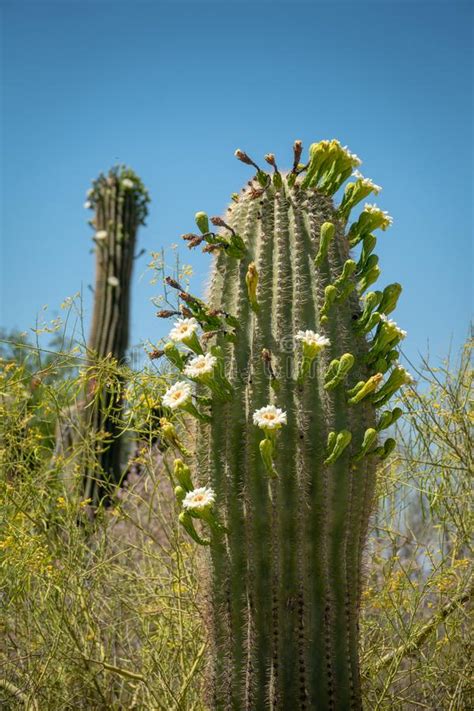 This tree is decorative only. Saguaro-Kaktus-Blüten Mit Weißer Blume Und Frucht ...