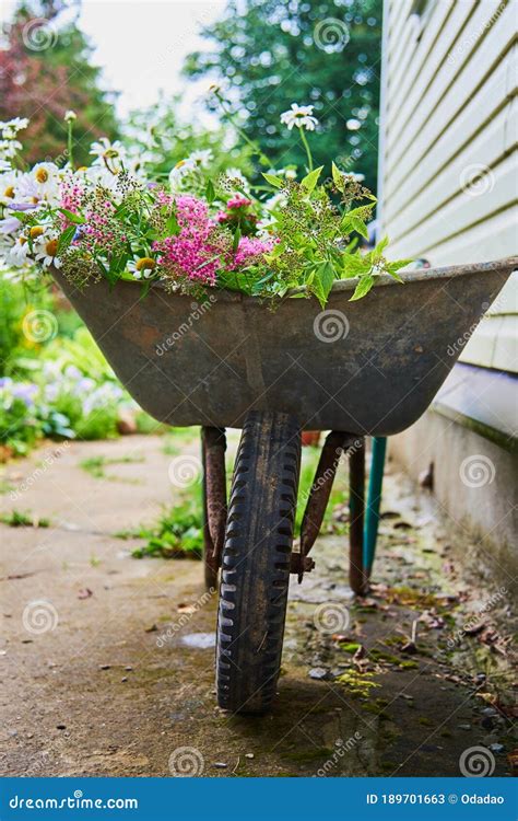 A Garden Wheelbarrow Full Of Wild Flowers Stock Image Image Of Design