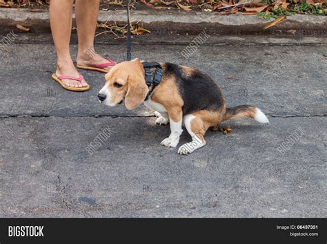 Adorable Beagle Dog Image And Photo Free Trial Bigstock