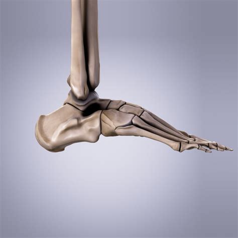 3d Model Human Bones Foot