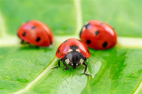 Ladybug Tiny Heroes In Your Gardens Pest Control