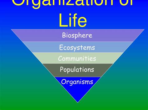 Ppt Organization Of Life Powerpoint Presentation Free Download Id