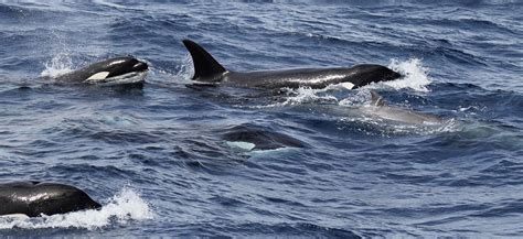 66 видео 1 071 просмотр обновлен 15 февр. Over 50 Orcas Attack Rarely-Seen Species - Awesome Ocean