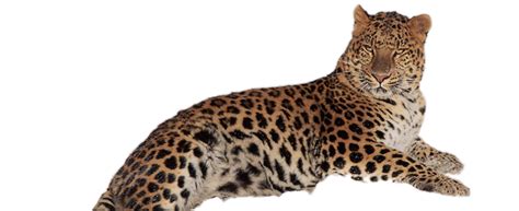 Amur Leopard Svg Download Amur Leopard Svg For Free 2019