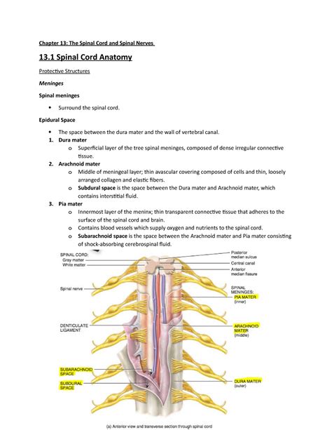 Chapter 13 Spinal Cord And Spinal Nerves Chapter 13 The Spinal