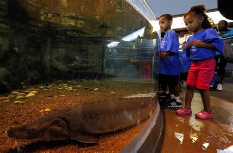 Shedd Aquariums Got The Touch Tribunedigital Chicagotribune