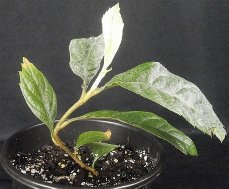 < chin (canton dial.) lō kwat, lit., rush orange 1. Plants are the Strangest People: List: Houseplants Which ...