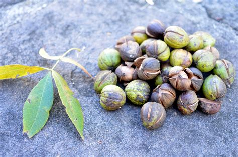 How To Tell The Difference Between Hickory Nuts And Buckeyes Mast Producing Trees