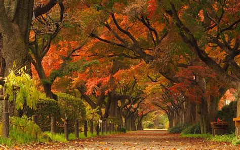 Nature Landscape Maple Leaves Trees Park Road Street Japan