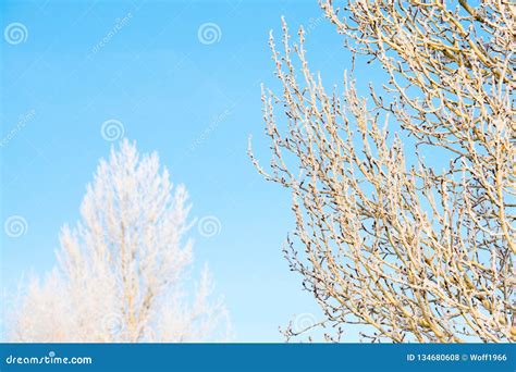Frosted Tree In Frosty Day Against The Blue Sky Stock Photo Image Of
