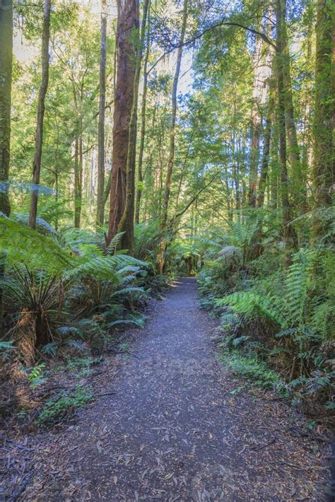 Photo Le Long Dun Chemin De Jungle Dans Le Parc National Du Grand