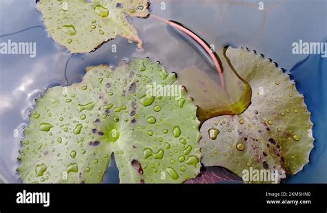 Raining Rooftop Garden Pond Village Exotic Scene Water Drop